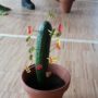 ein leckerer Kaktus